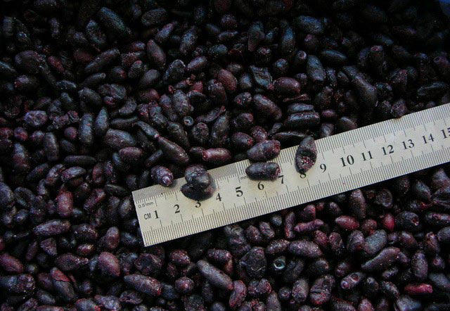 速凍藍(lán)靛果